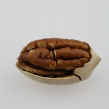 碧根果是哪里的特產(chǎn)
