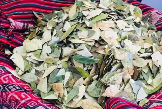 古柯主要種植在什么洲，主要種植于拉丁美洲的哥倫比亞